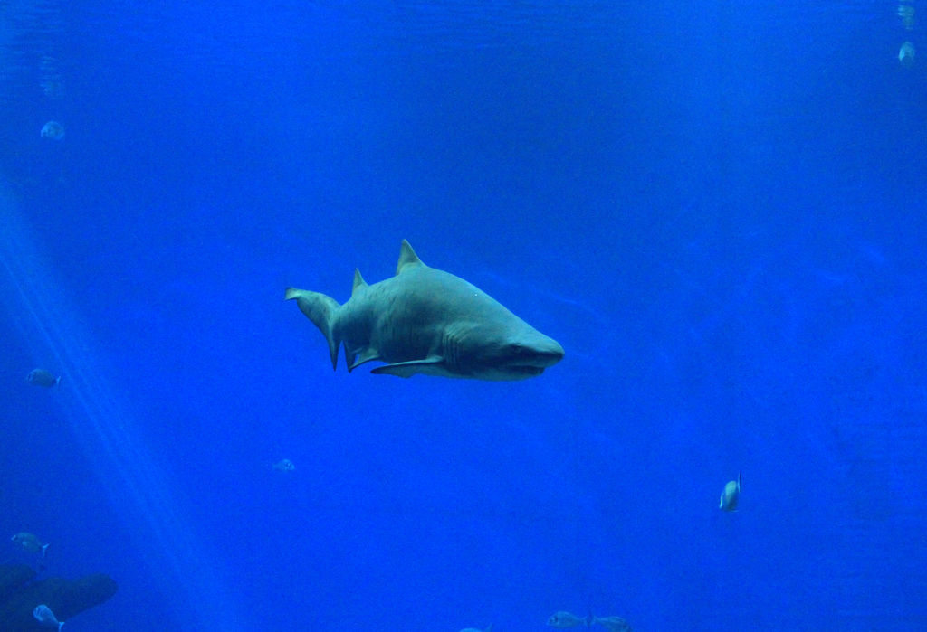Mallorca - a shark tank in Palma Aquarium 06