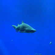 Mallorca - a shark tank in Palma Aquarium 06