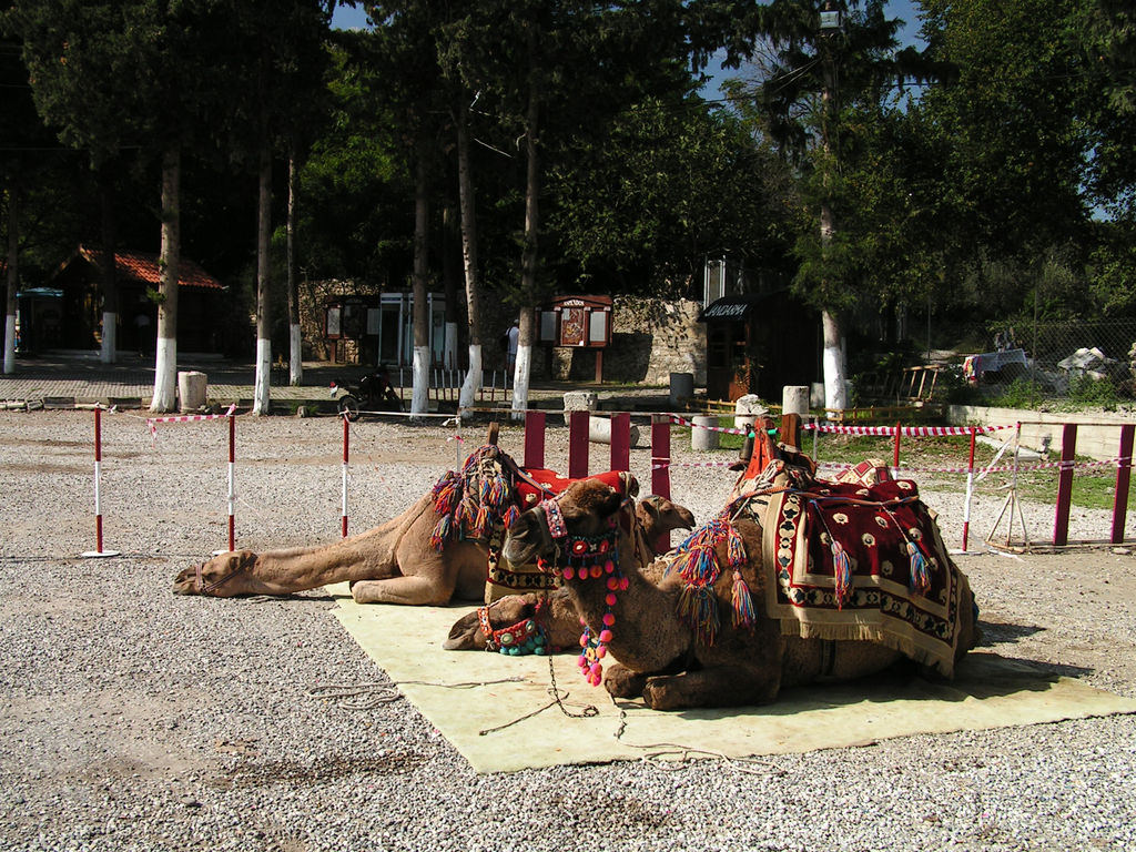 Turkey - camels in Aspendos
