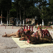 Turkey - camels in Aspendos