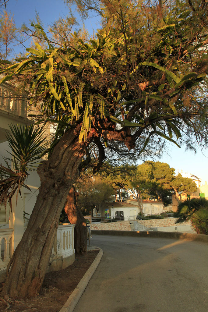 Mallorca - Cala Ratjada 08