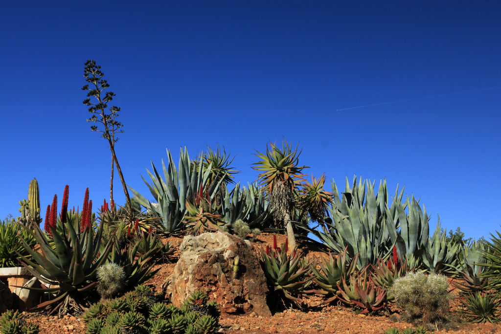 Mallorca - Botanicactus 01