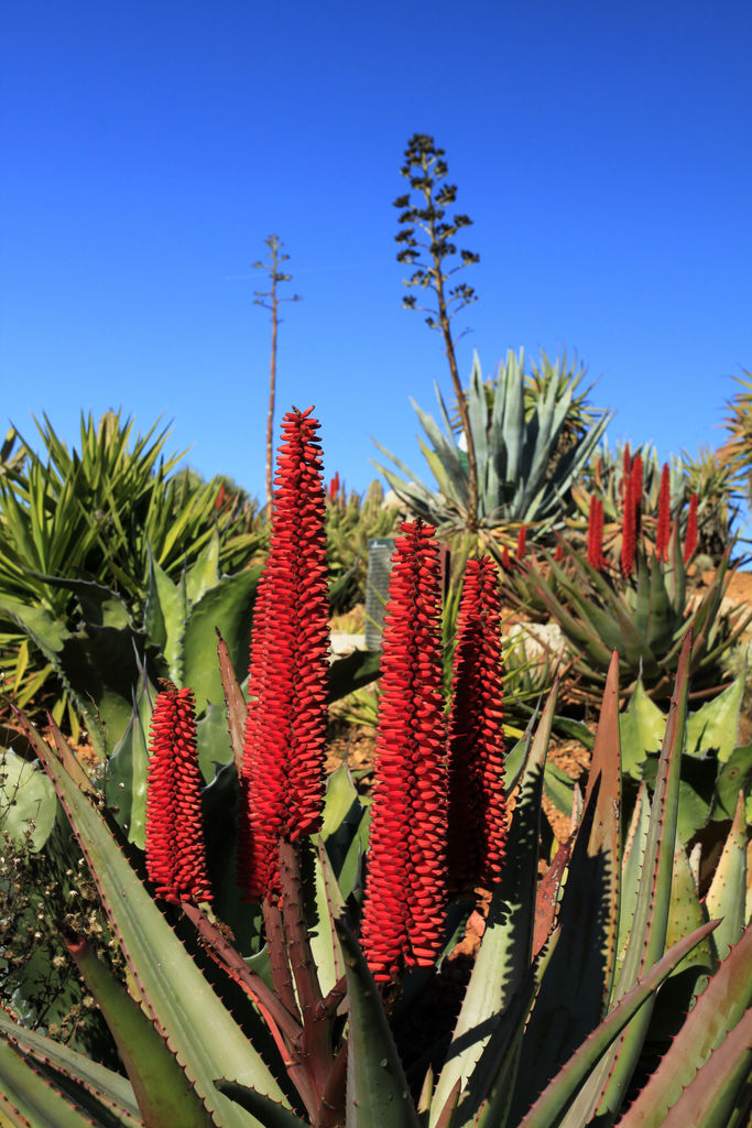 Mallorca - Botanicactus 02