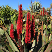 Mallorca - Botanicactus 02