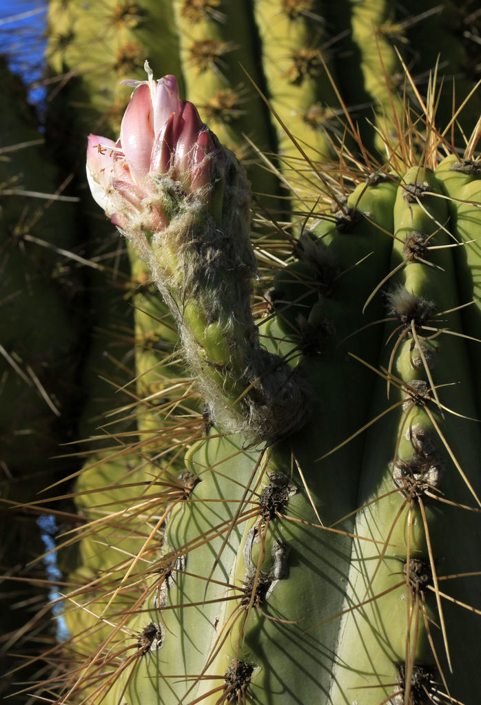 Mallorca - Botanicactus 0