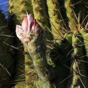 Mallorca - Botanicactus 0