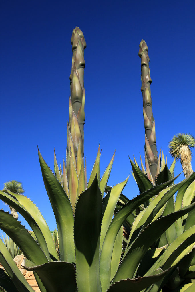 Mallorca - Botanicactus 09