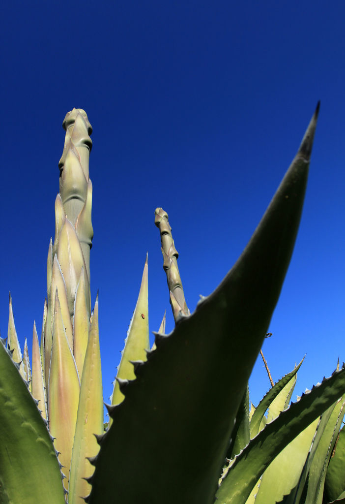 Mallorca - Botanicactus 11