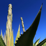 Mallorca - Botanicactus 11