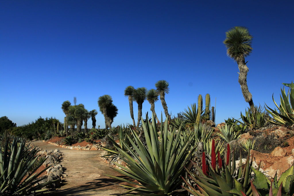 Mallorca - Botanicactus 12