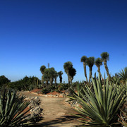 Mallorca - Botanicactus 12