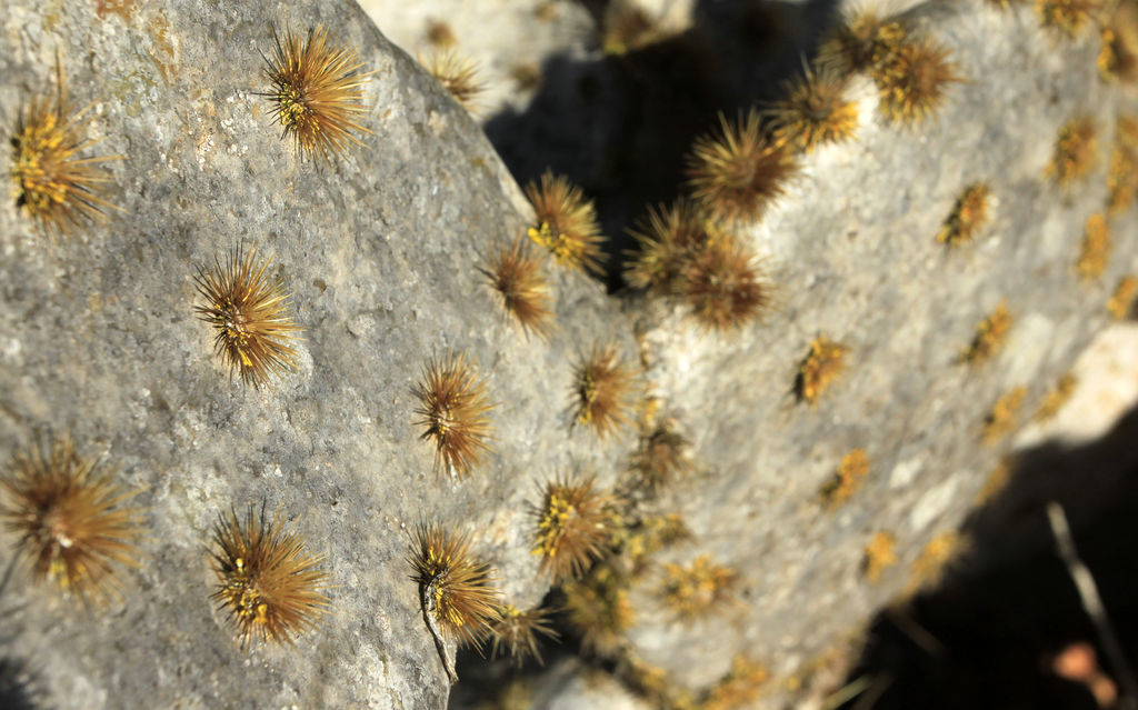 Mallorca - Botanicactus 13