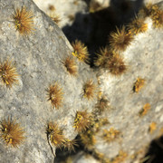 Mallorca - Botanicactus 13