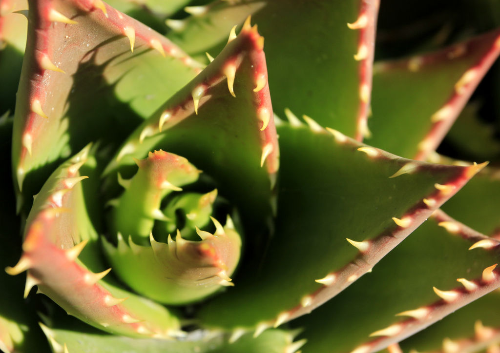 Mallorca - Botanicactus 14