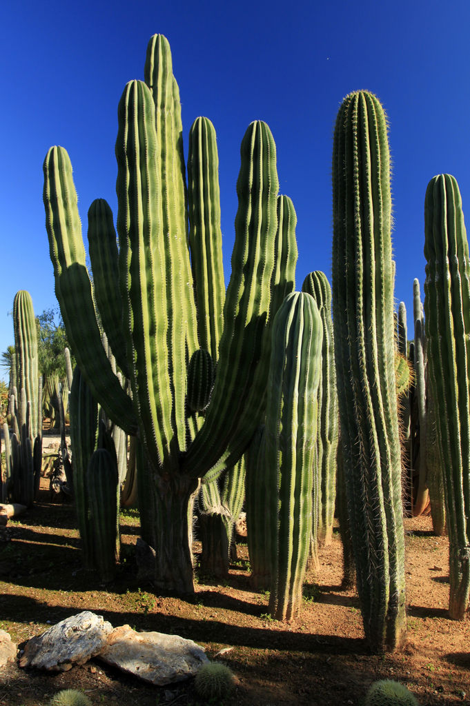 Mallorca - Botanicactus 17