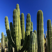 Mallorca - Botanicactus 17