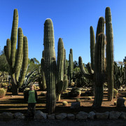 Mallorca - Botanicactus 19