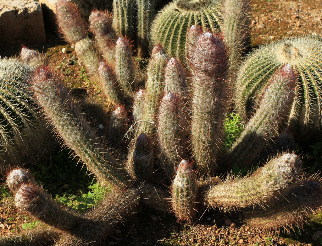 Mallorca - Botanicactus 20