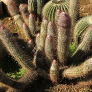 Mallorca - Botanicactus 20