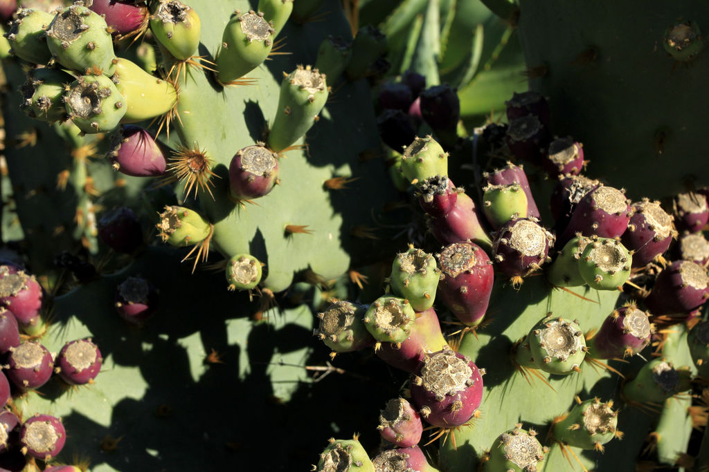 Mallorca - Botanicactus 21