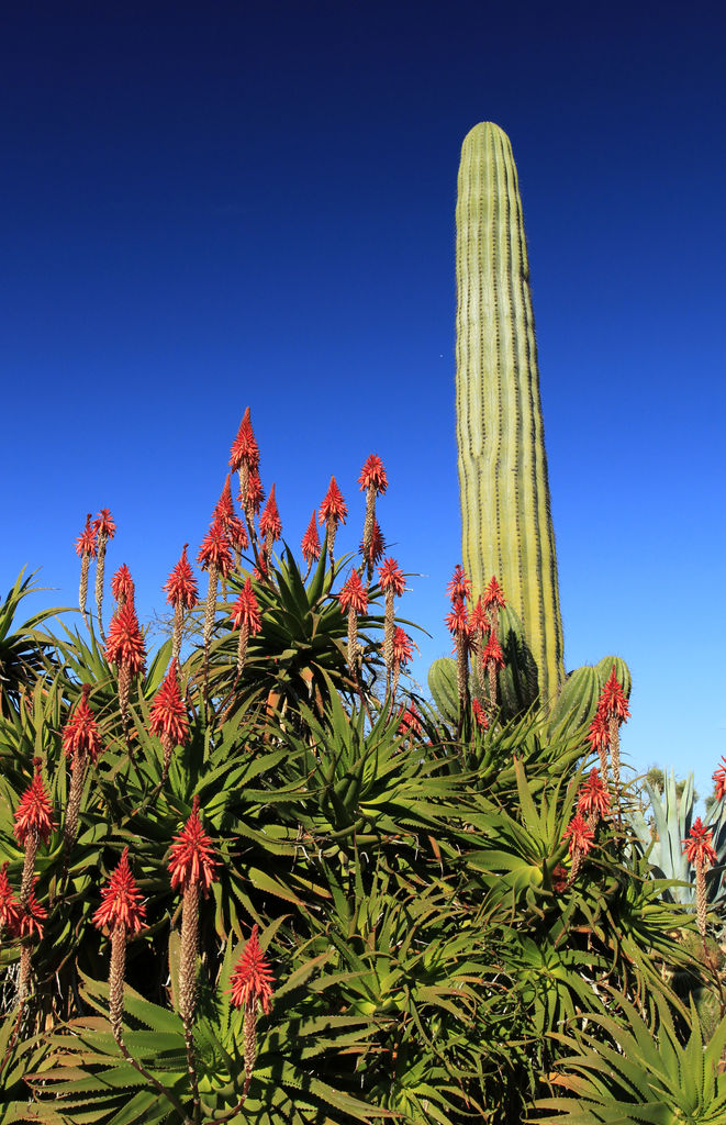 Mallorca - Botanicactus 22