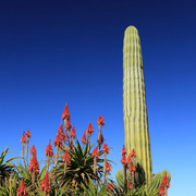 Mallorca - Botanicactus 22