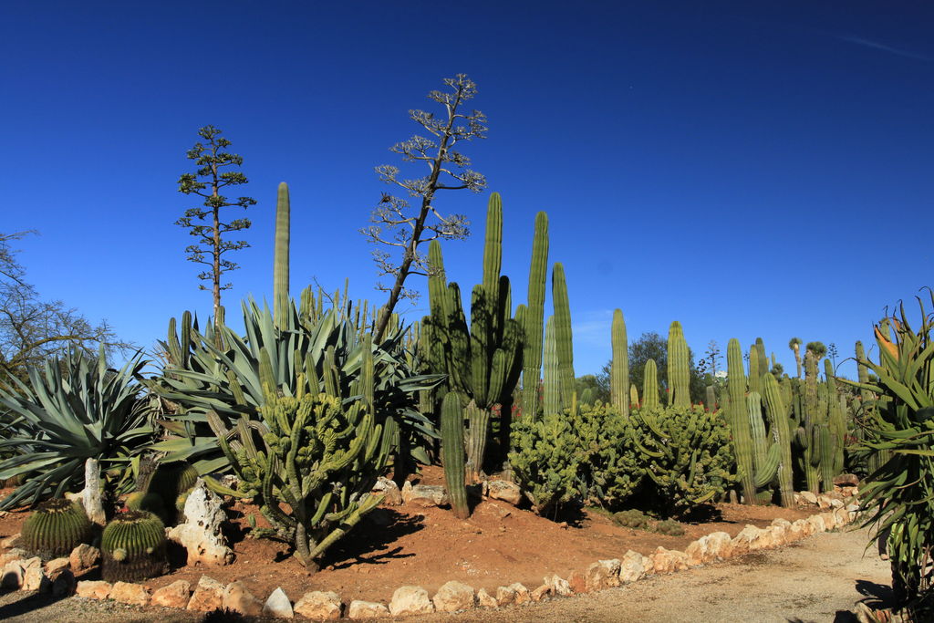 Mallorca - Botanicactus 23