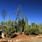 Mallorca - Botanicactus 23