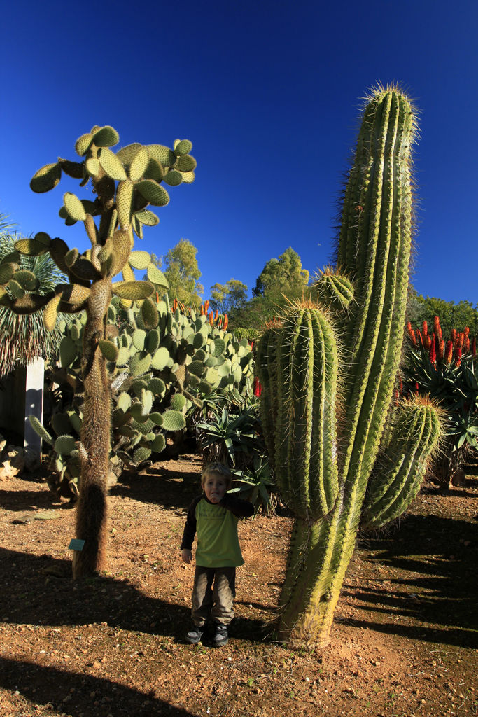 Mallorca - Botanicactus 24