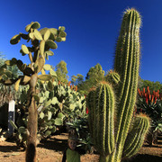 Mallorca - Botanicactus 24