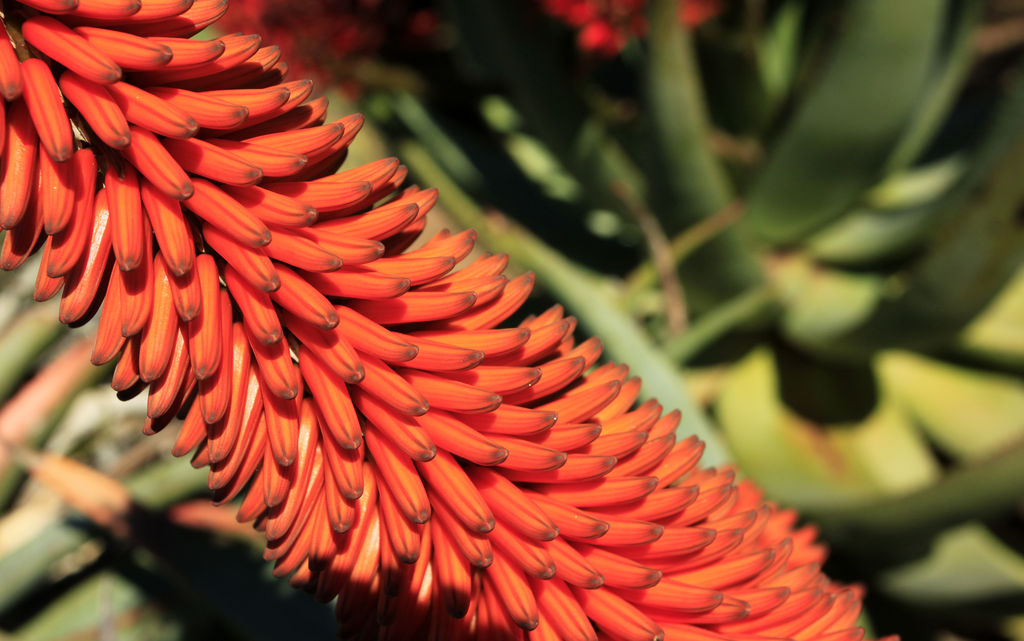 Mallorca - Botanicactus 26