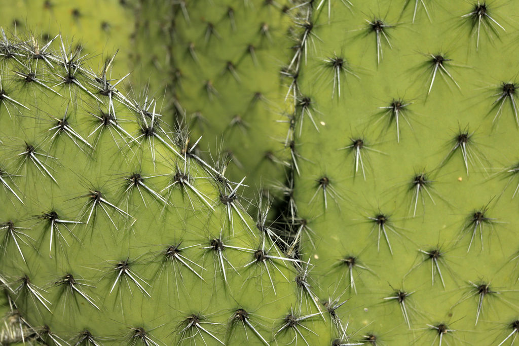 Mallorca - Botanicactus 27