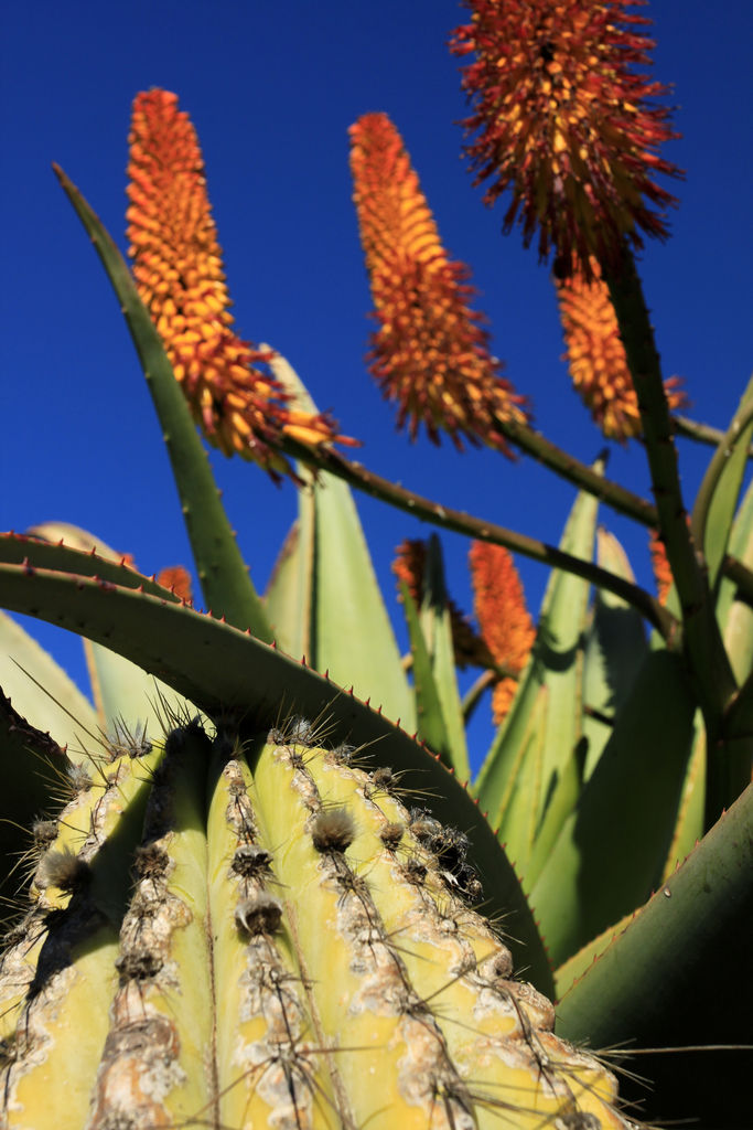 Mallorca - Botanicactus 28