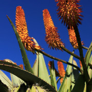 Mallorca - Botanicactus 28