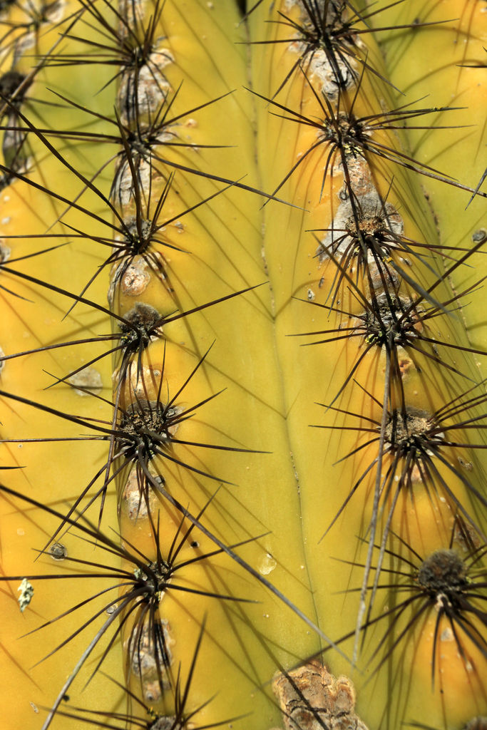 Mallorca - Botanicactus 29