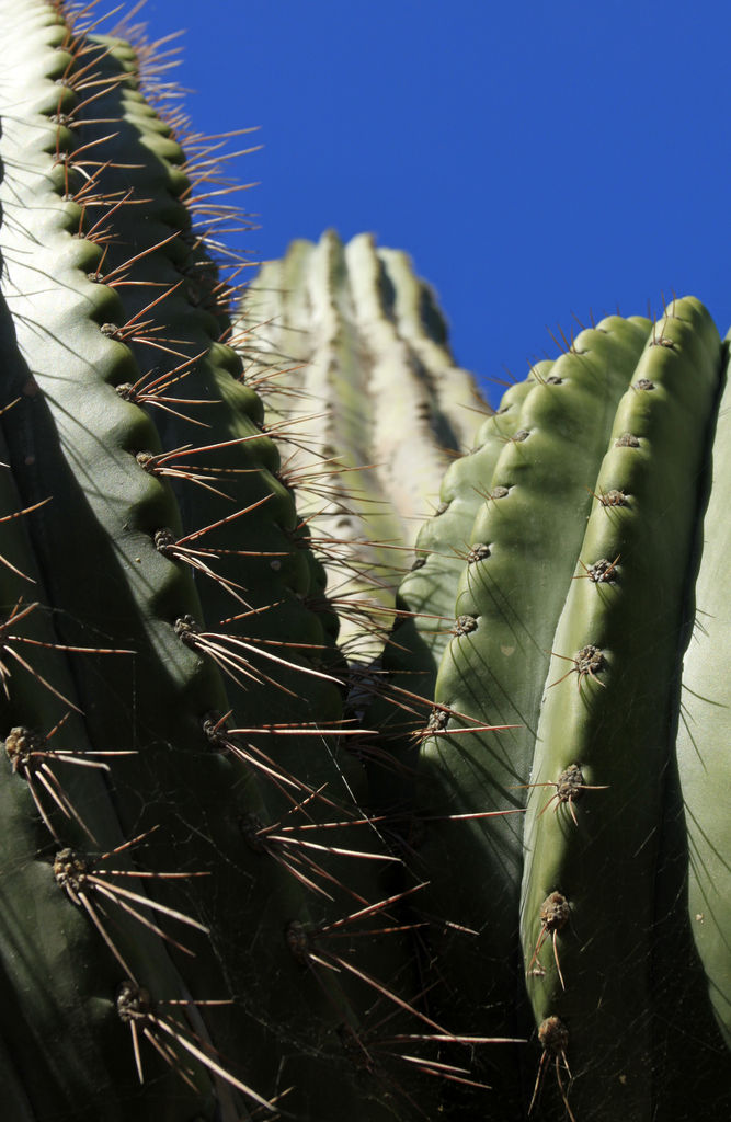 Mallorca - Botanicactus 30