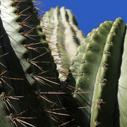 Mallorca - Botanicactus 30