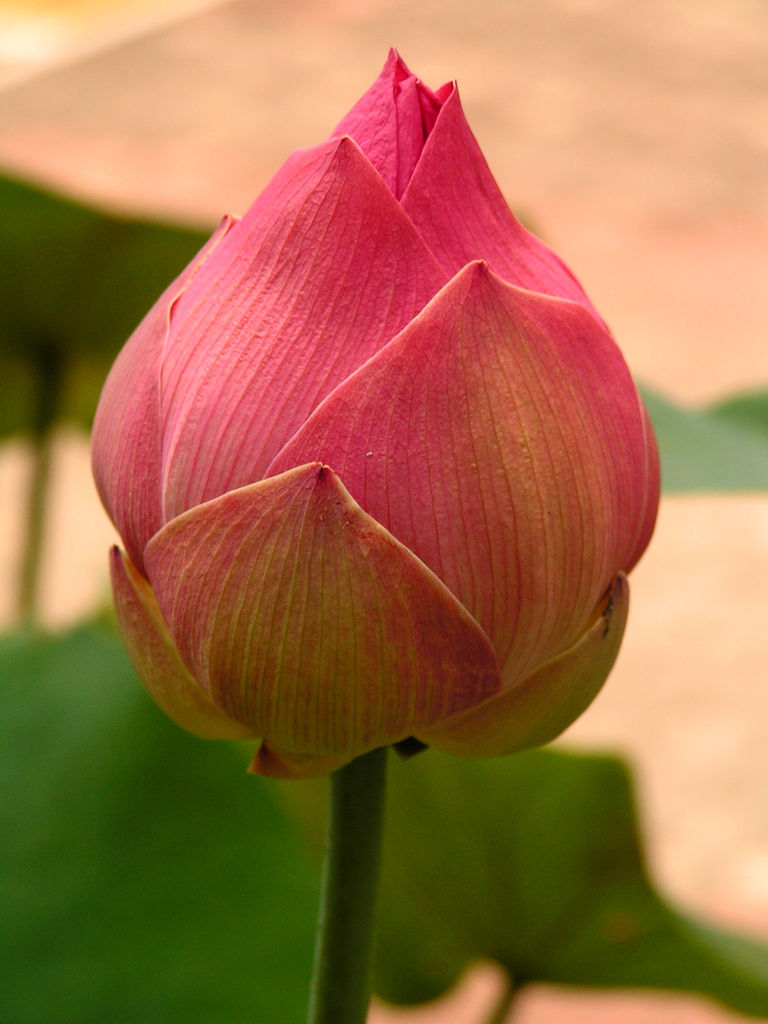 Indonesia - a flower bud 01