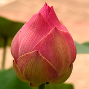 Indonesia - a flower bud 01