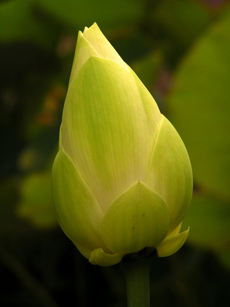 Indonesia - a flower bud 02