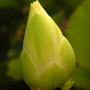 Indonesia - a flower bud 02