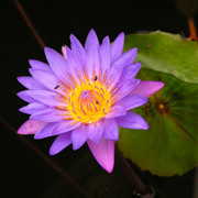 Indonesia - a purple lotus flower