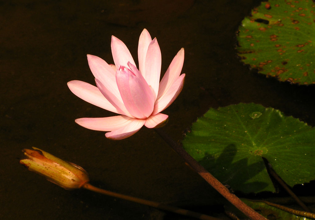 Indonesia - a pink lotus flower