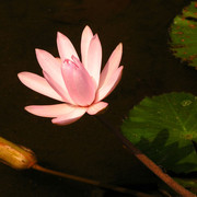 Indonesia - a pink lotus flower