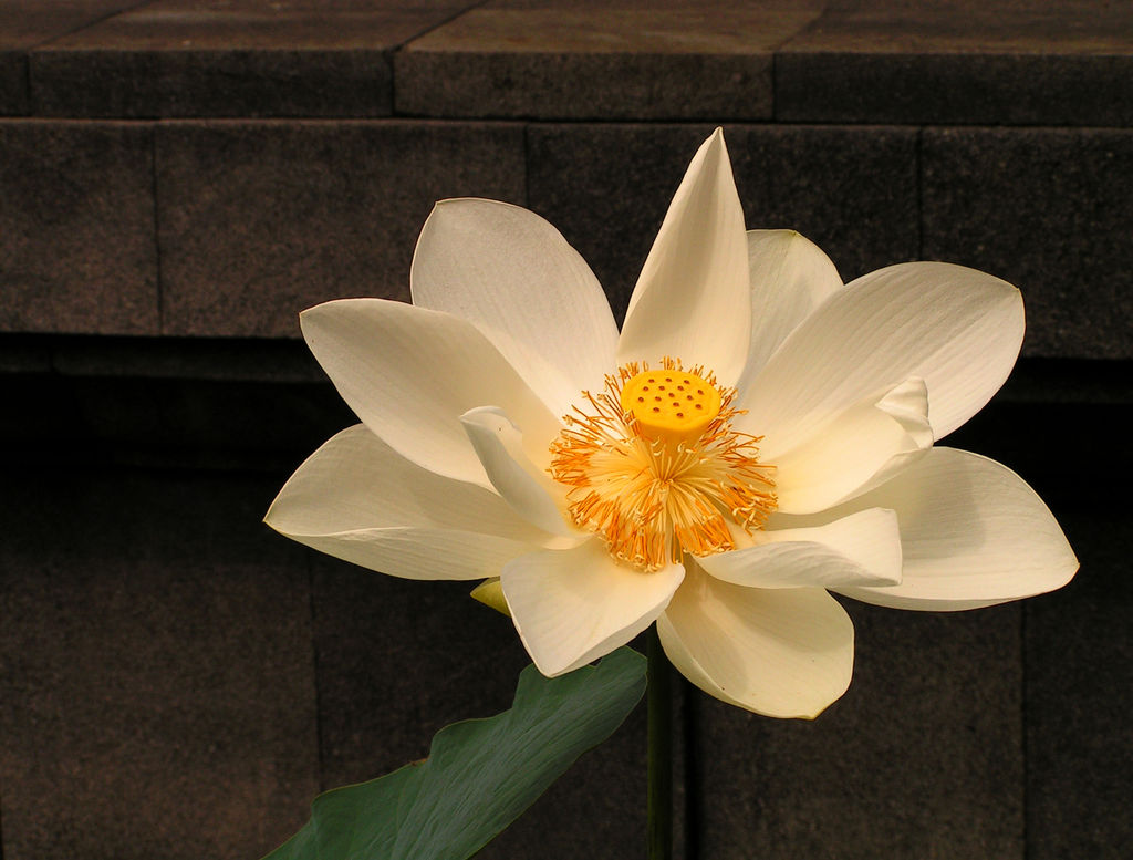 Indonesia - a white lotus flower