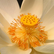 Indonesia - detail of a white lotus flower