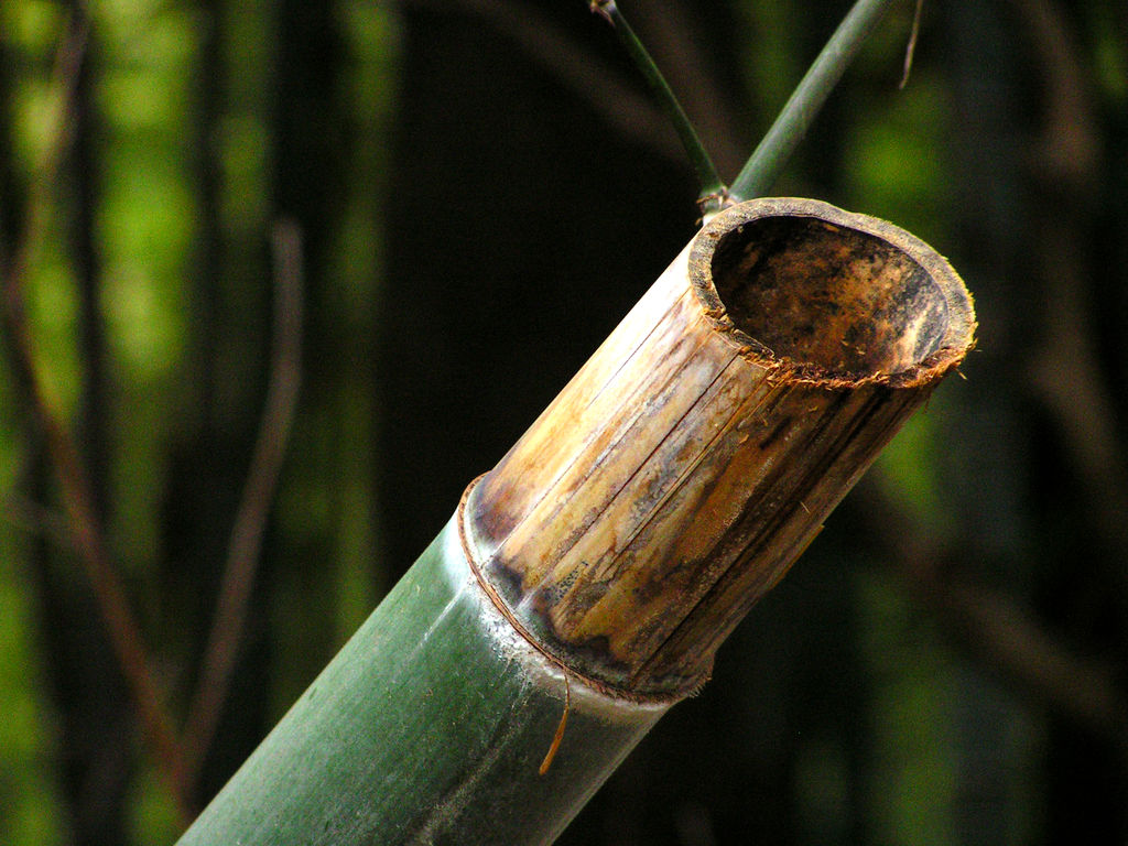 Japan - detail of a cut bamboo
