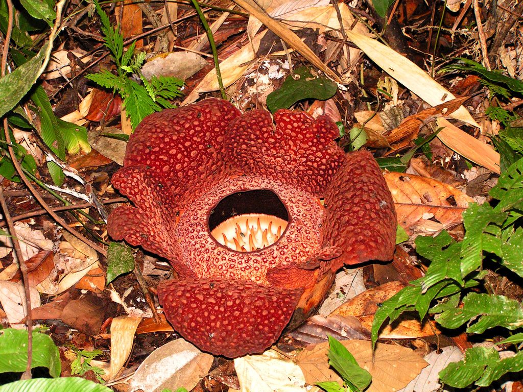 Malaysia - Borneo -  the world's largest flower Rafflesia