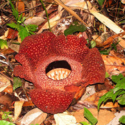 Malaysia - Borneo -  the world's largest flower Rafflesia