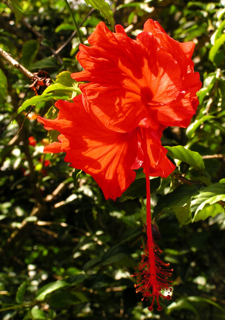 Malaysia - Borneo - a hibiscus flower